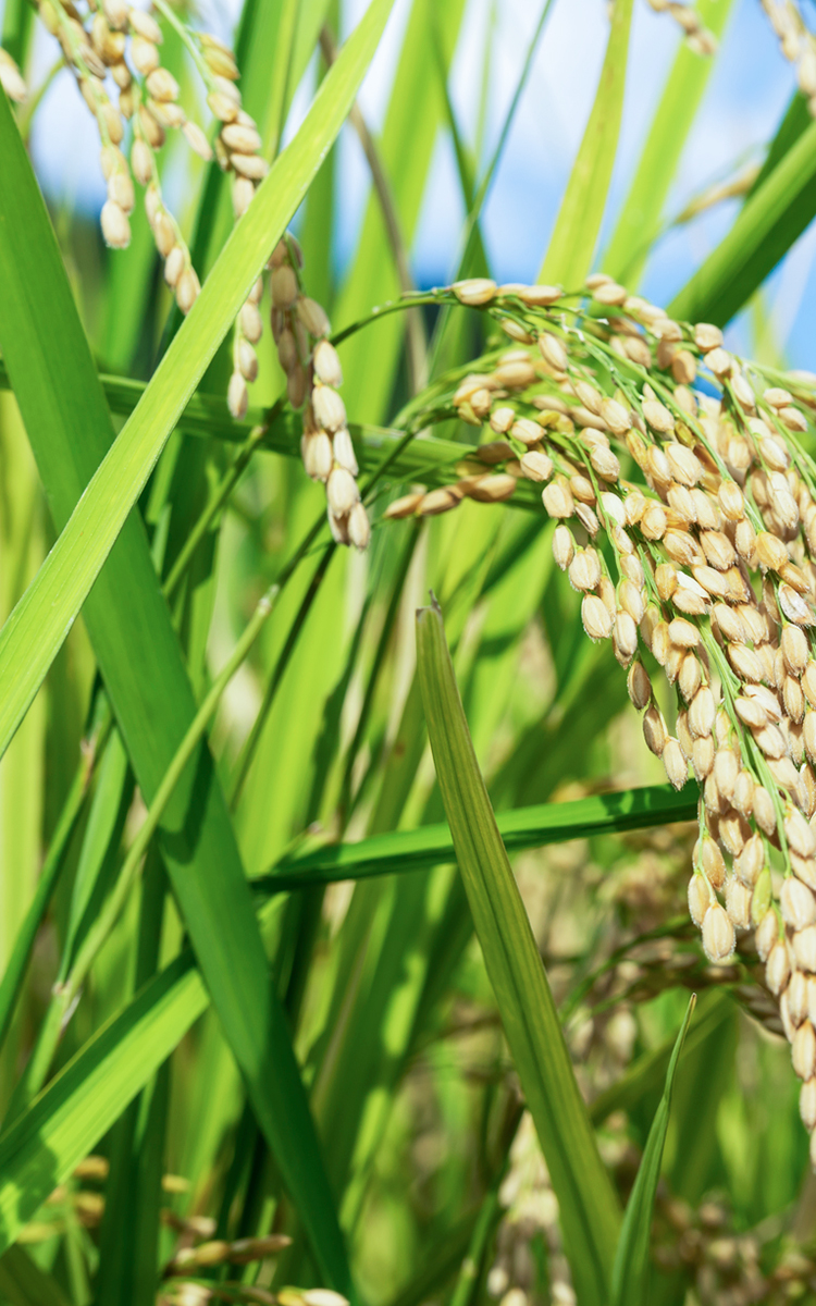 自信をもって届けるお米